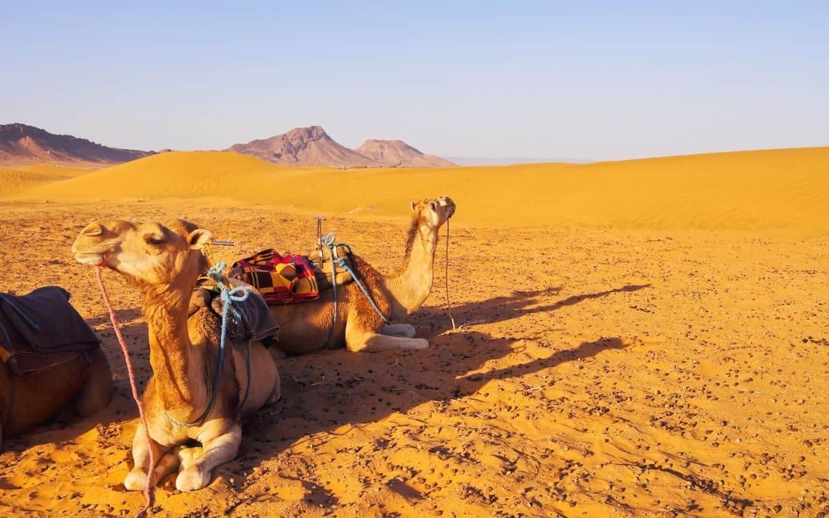 Viagens Privadas em Marrocos: Descubra o Melhor do Deserto do Saara e das Cidades Imperiais Deserto de Zagora Marrocos