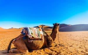 Viagem de 2 Dias - Deserto de Mhamid Mhamid Marrocos