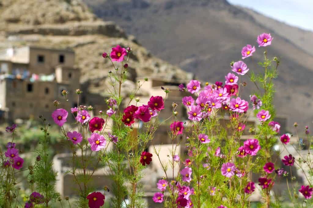 Flora das Montanhas Atlas: Uma Jornada Botânica Flora das Montanhas Atlas
