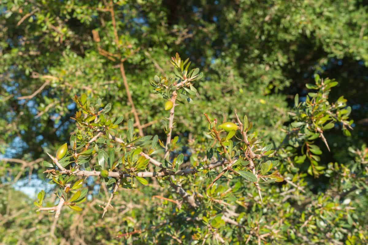 Explorar Marrocos Plantas Medicinais de Marrocos