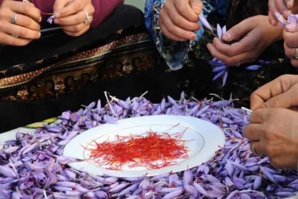 Festival do Açafrão de Taliouine: O Ouro Vermelho do Marrocos A história por trás do açafrão de Taliouine