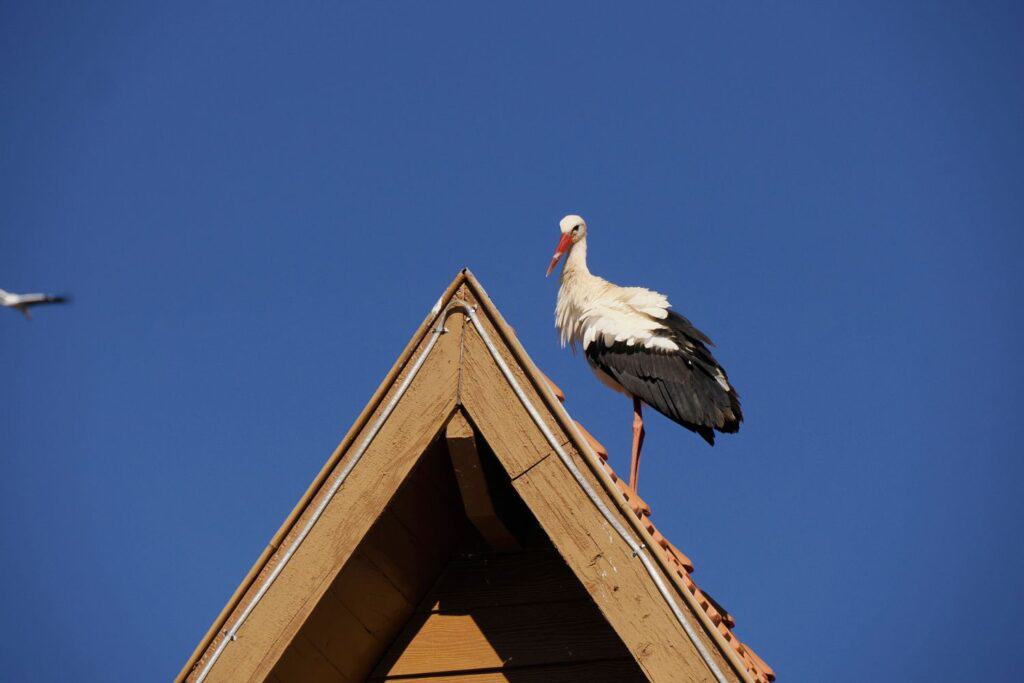 Astroturismo Marrocos: Melhores Spots Para Ver as Estrelas no Deserto Turismo em Ifrane Marrocos